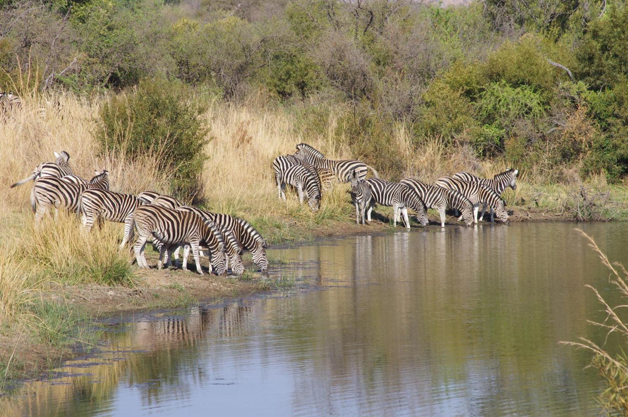 Pangolin Game Lodge - Self Catering, Incl 2 Game Drives Per Day Matlhagame Kültér fotó