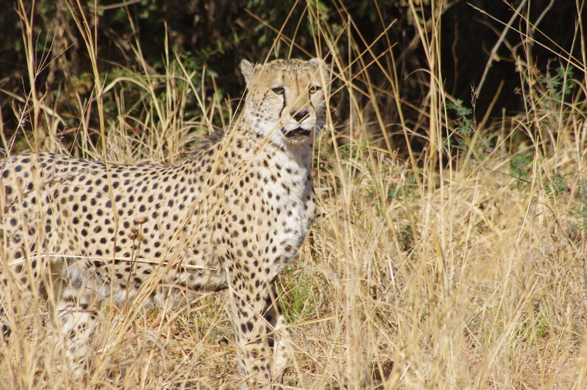 Pangolin Game Lodge - Self Catering, Incl 2 Game Drives Per Day Matlhagame Kültér fotó