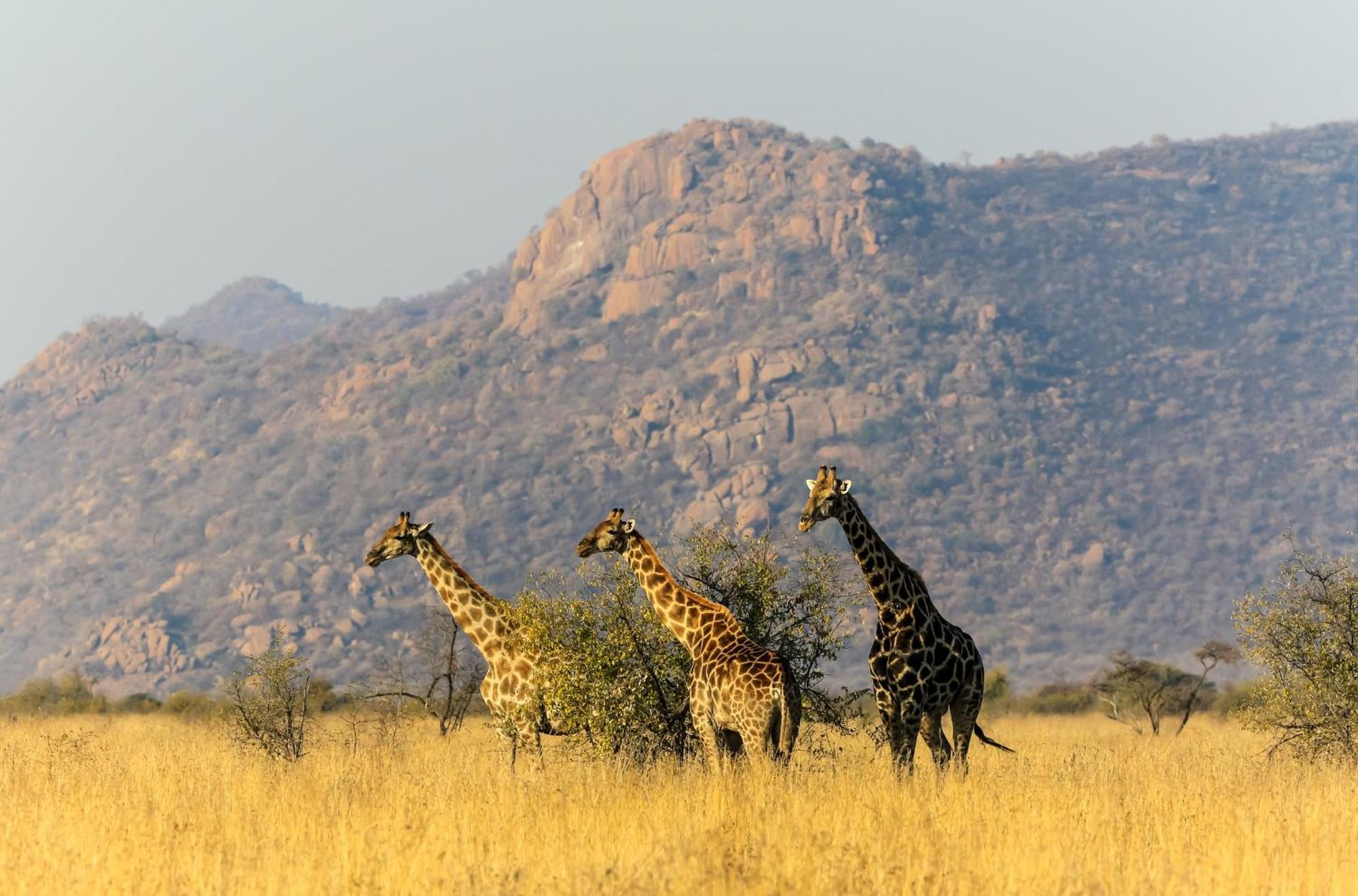 Pangolin Game Lodge - Self Catering, Incl 2 Game Drives Per Day Matlhagame Kültér fotó