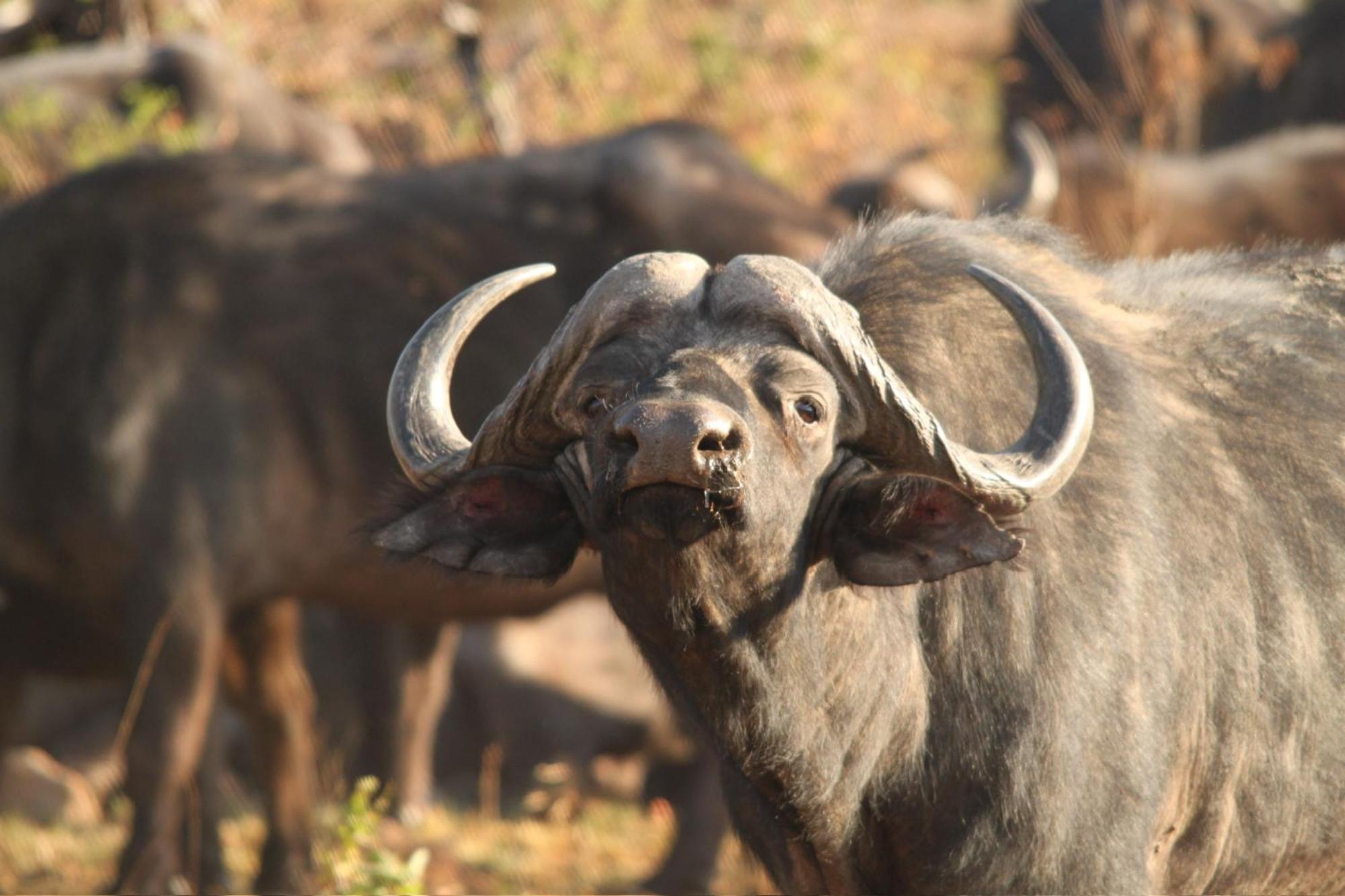 Pangolin Game Lodge - Self Catering, Incl 2 Game Drives Per Day Matlhagame Kültér fotó