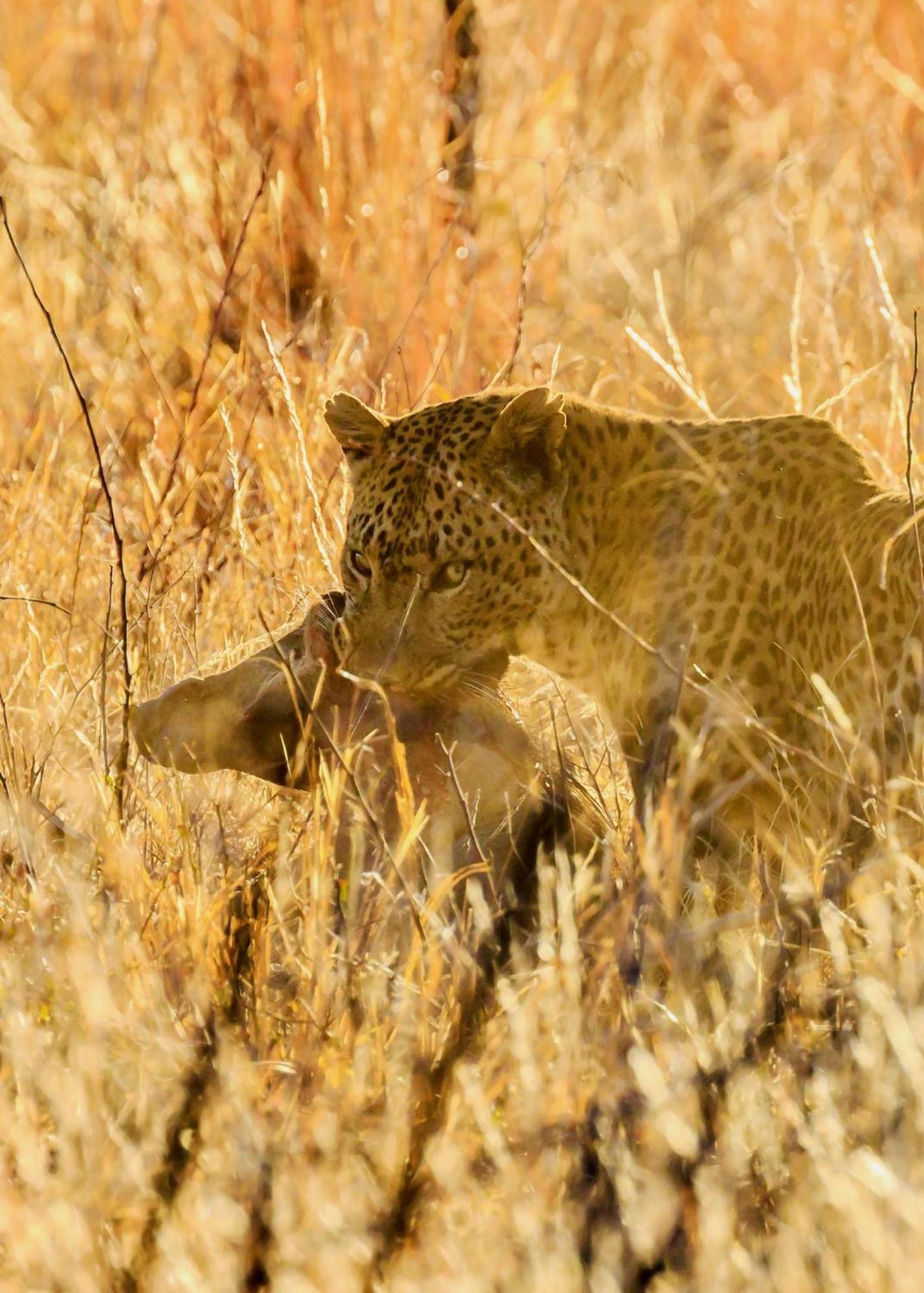 Pangolin Game Lodge - Self Catering, Incl 2 Game Drives Per Day Matlhagame Kültér fotó