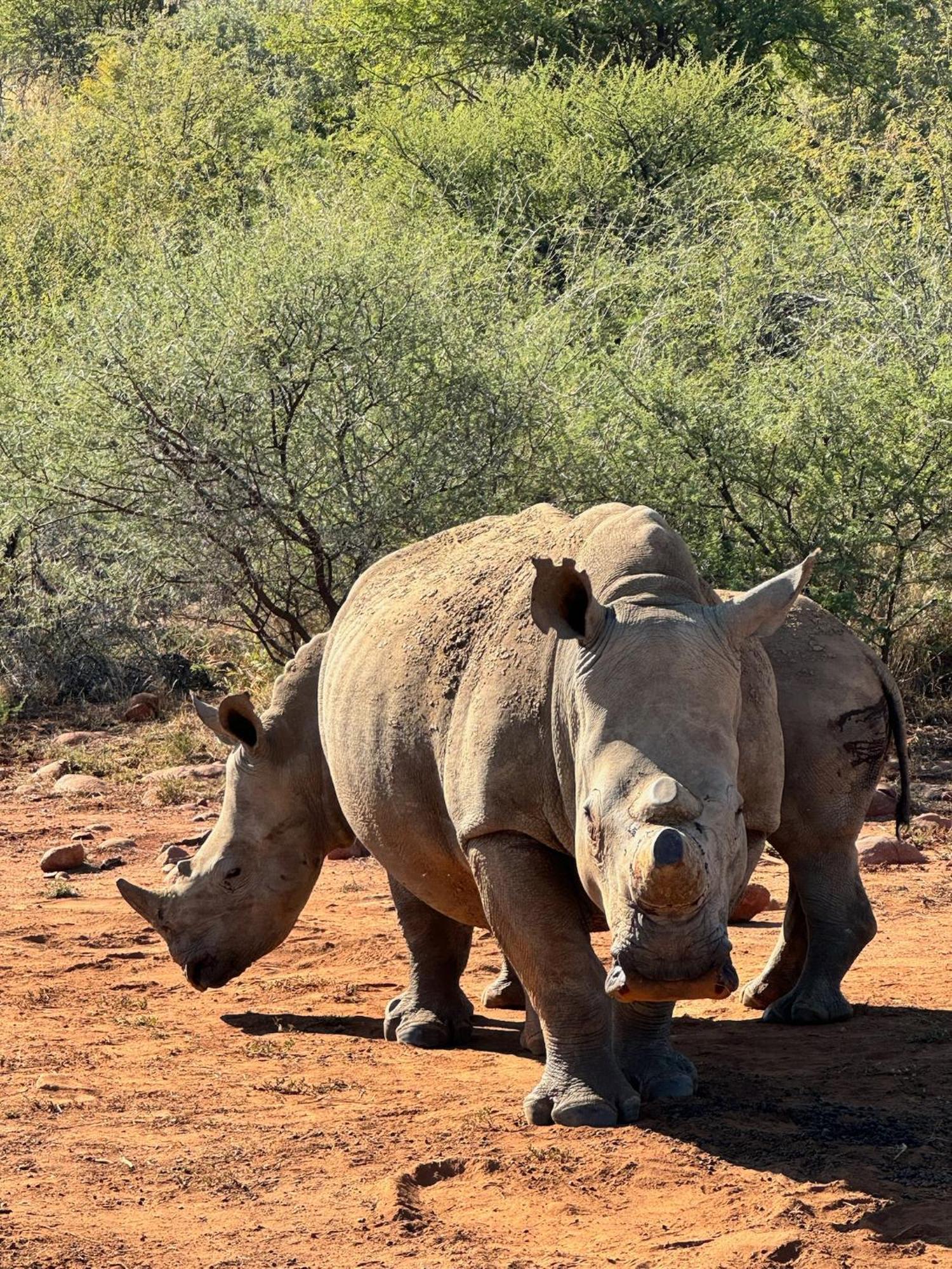 Pangolin Game Lodge - Self Catering, Incl 2 Game Drives Per Day Matlhagame Kültér fotó