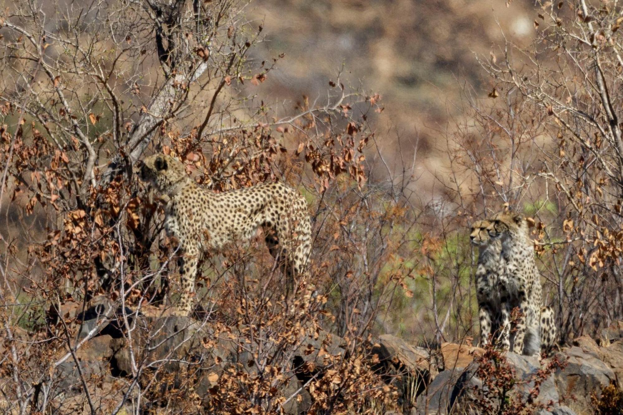 Pangolin Game Lodge - Self Catering, Incl 2 Game Drives Per Day Matlhagame Kültér fotó