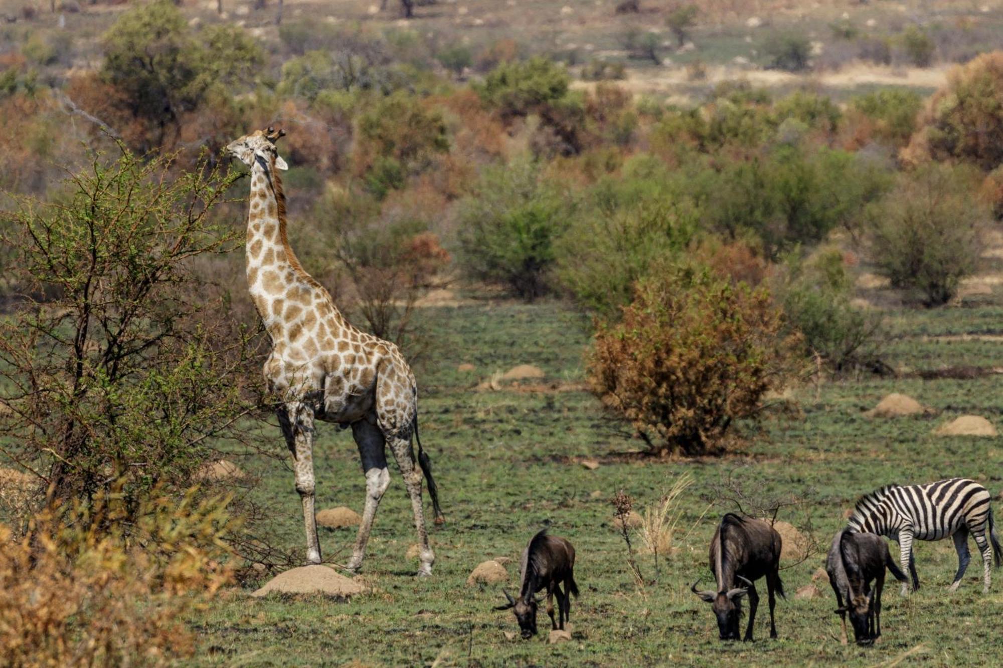 Pangolin Game Lodge - Self Catering, Incl 2 Game Drives Per Day Matlhagame Kültér fotó